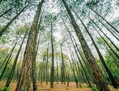 Protecting Nepal’s Forests: Why Minimizing Forest Fires is Crucial for Biodiversity and Climate Change